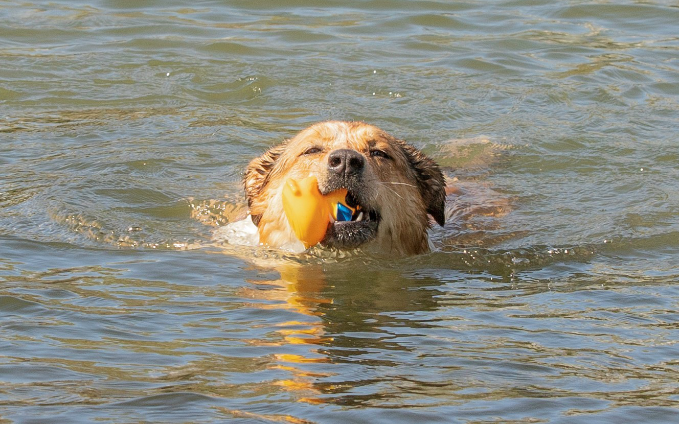 dog swimming with rubber duck in their mouth