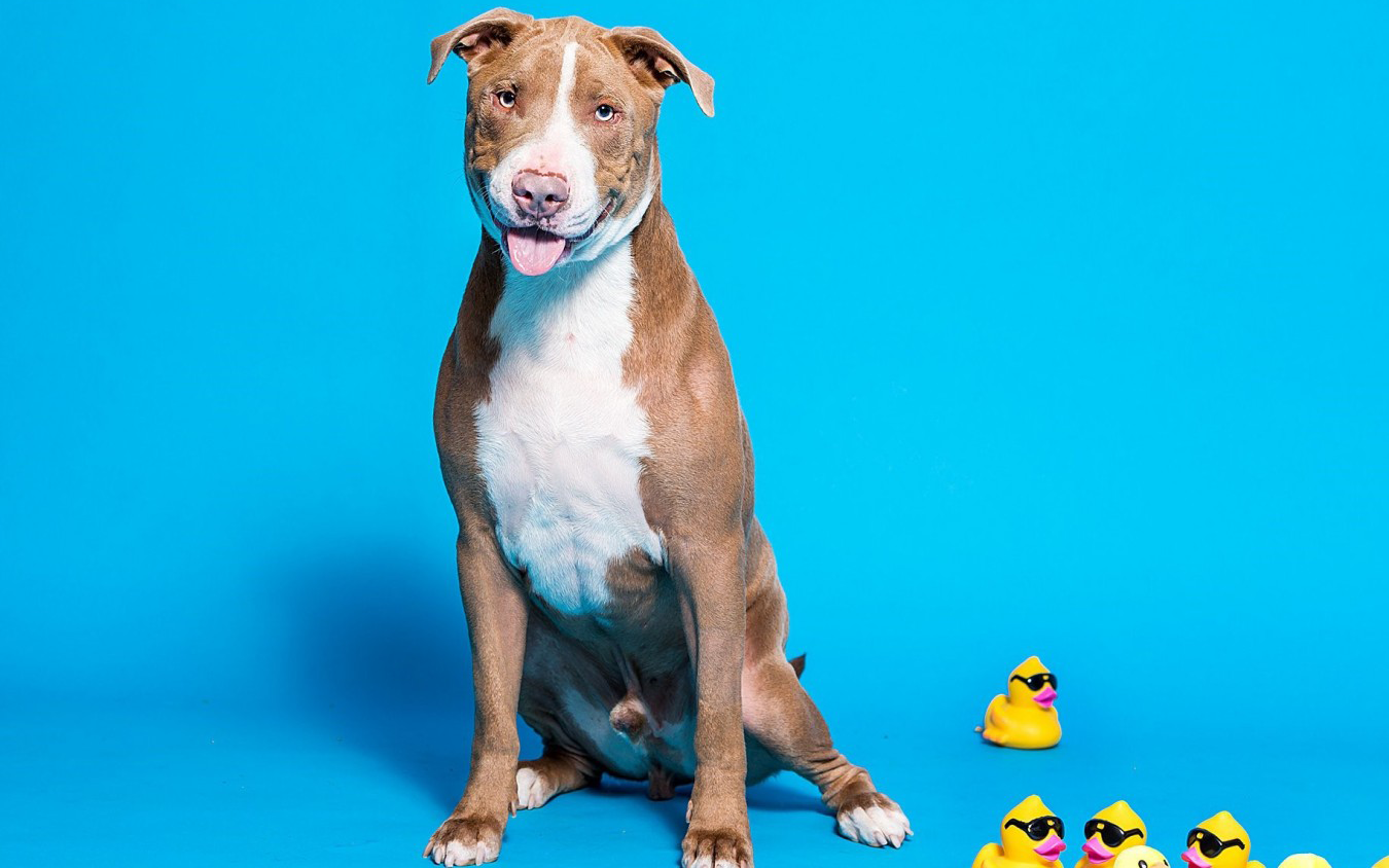dog sitting next to rubber ducks on a blue background