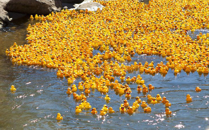 many rubber ducks filling the truckee river