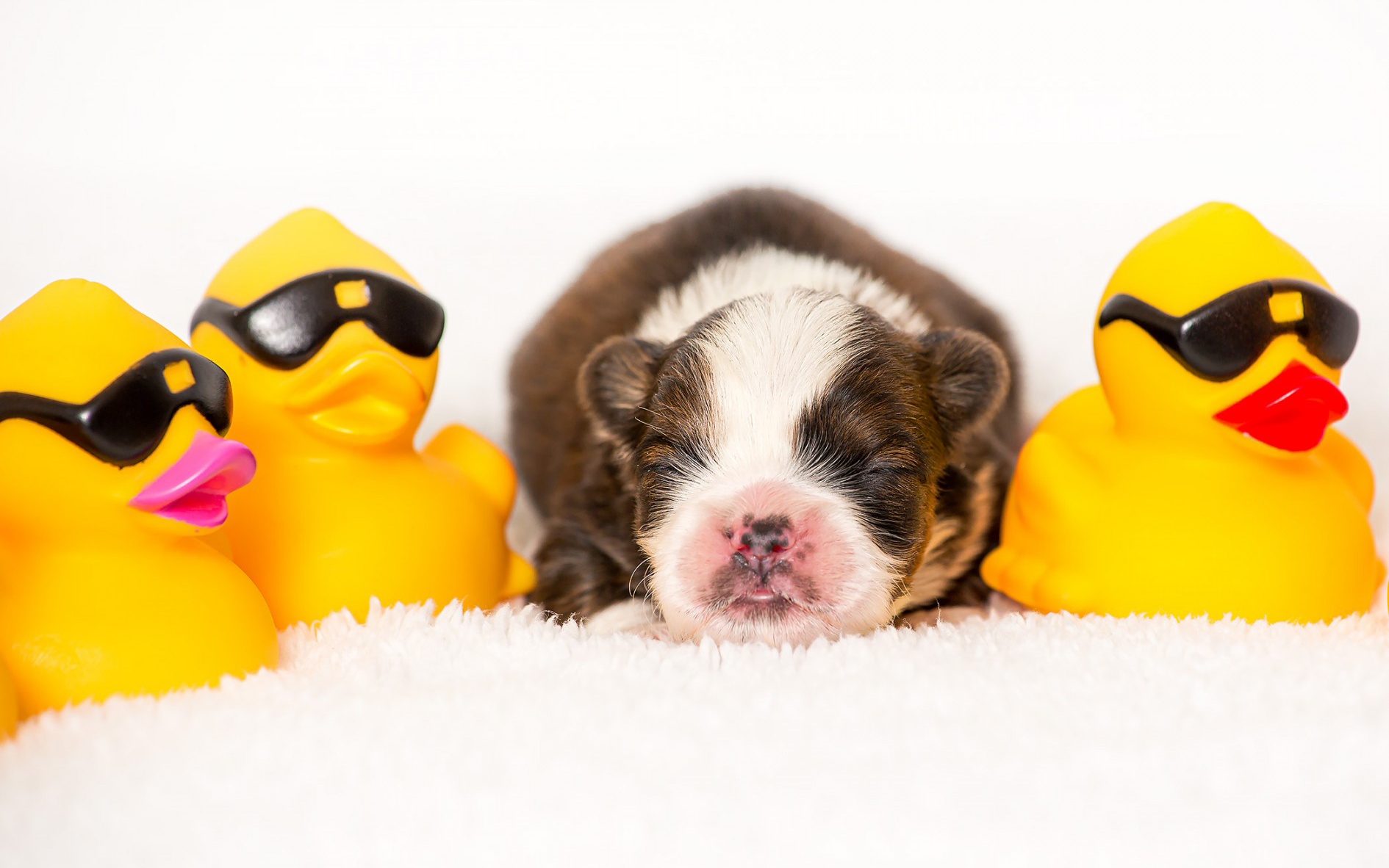 young puppy sleeping next to rubber ducks