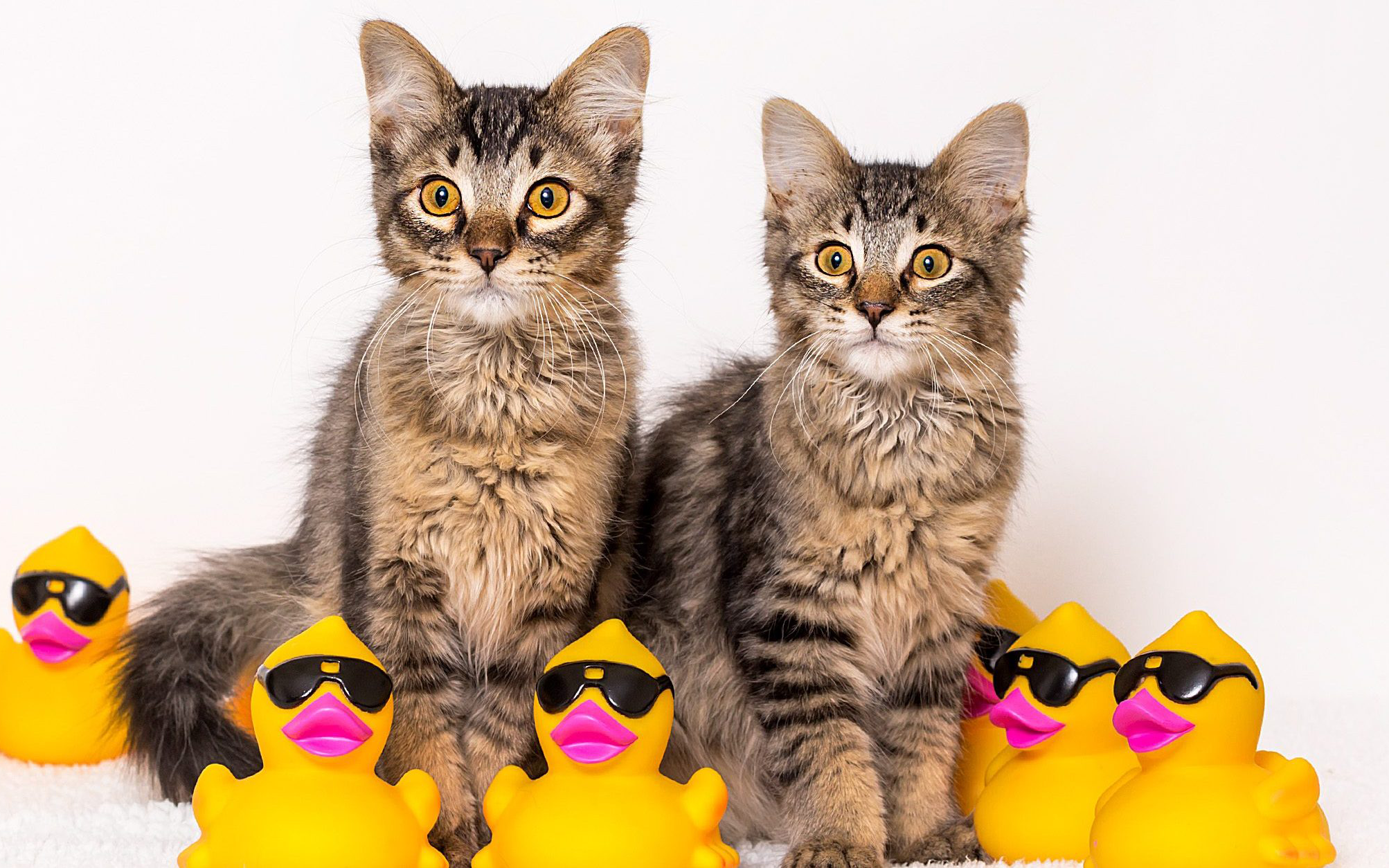 two maine-coon kittens with rubber ducks