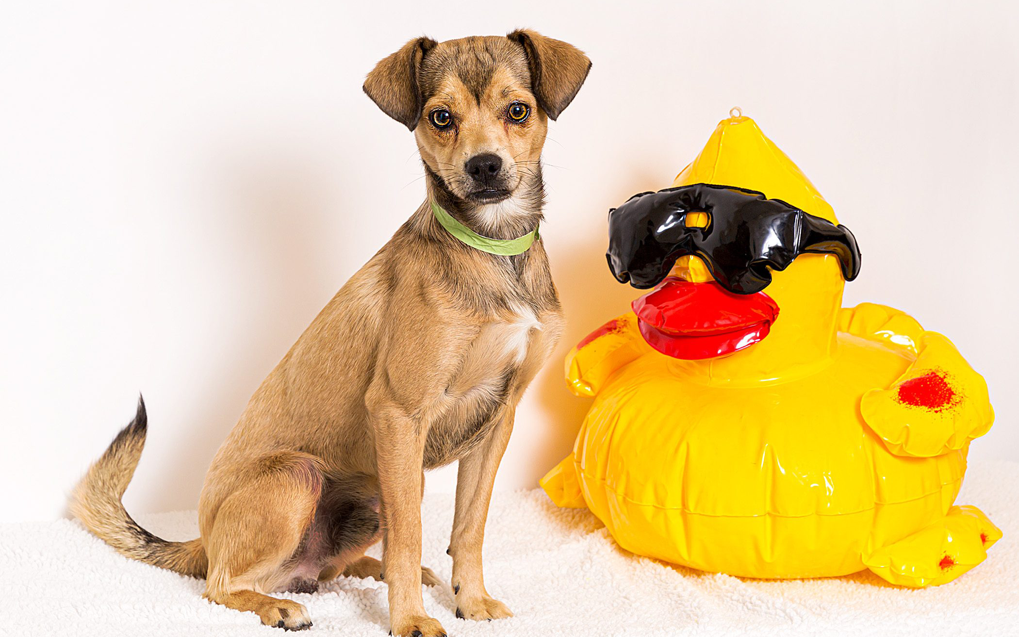small dog next to blow up rubber duck