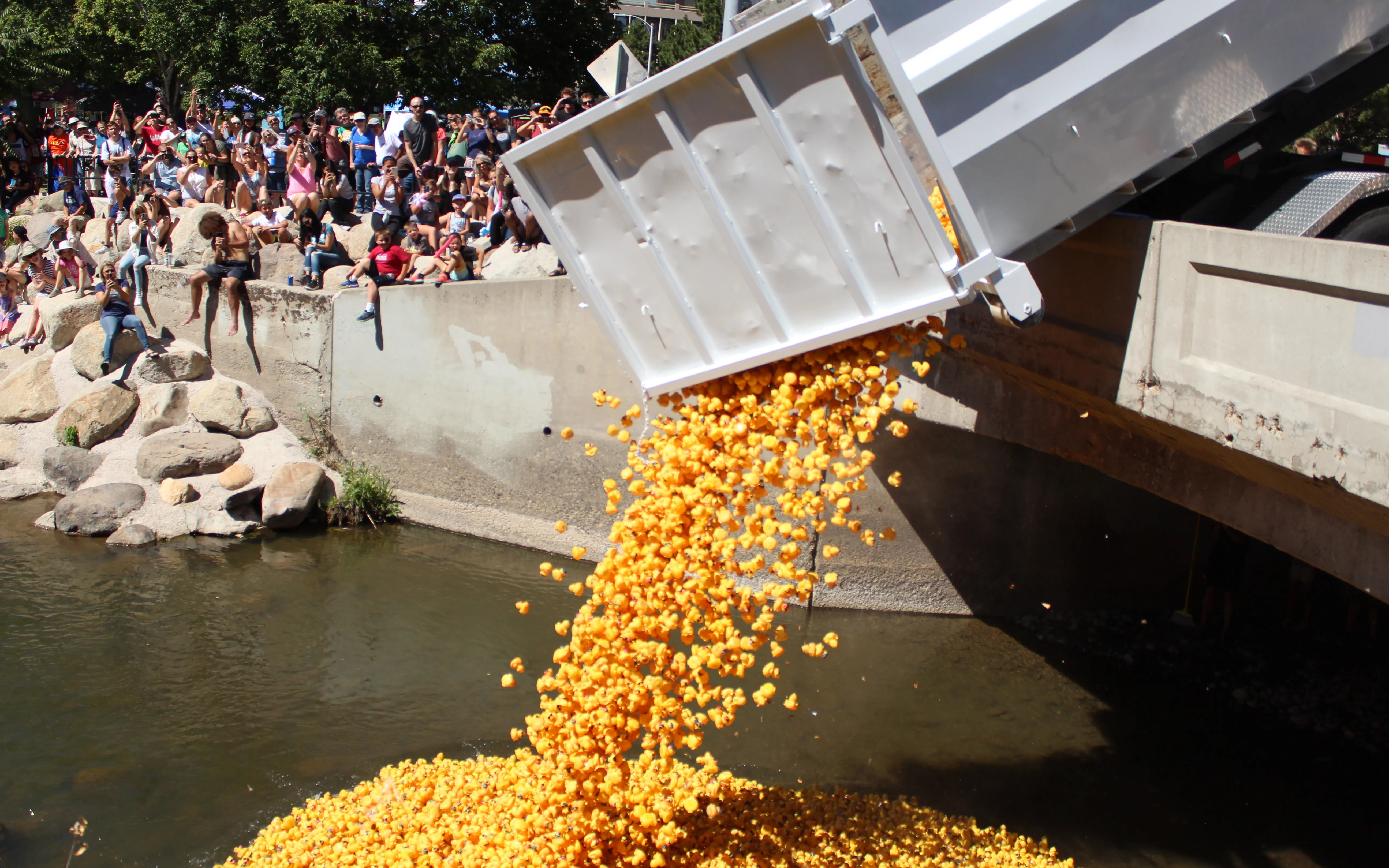 truck dumping many rubber ducks into the truckee river