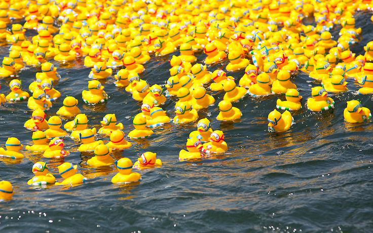 many rubber ducks in water