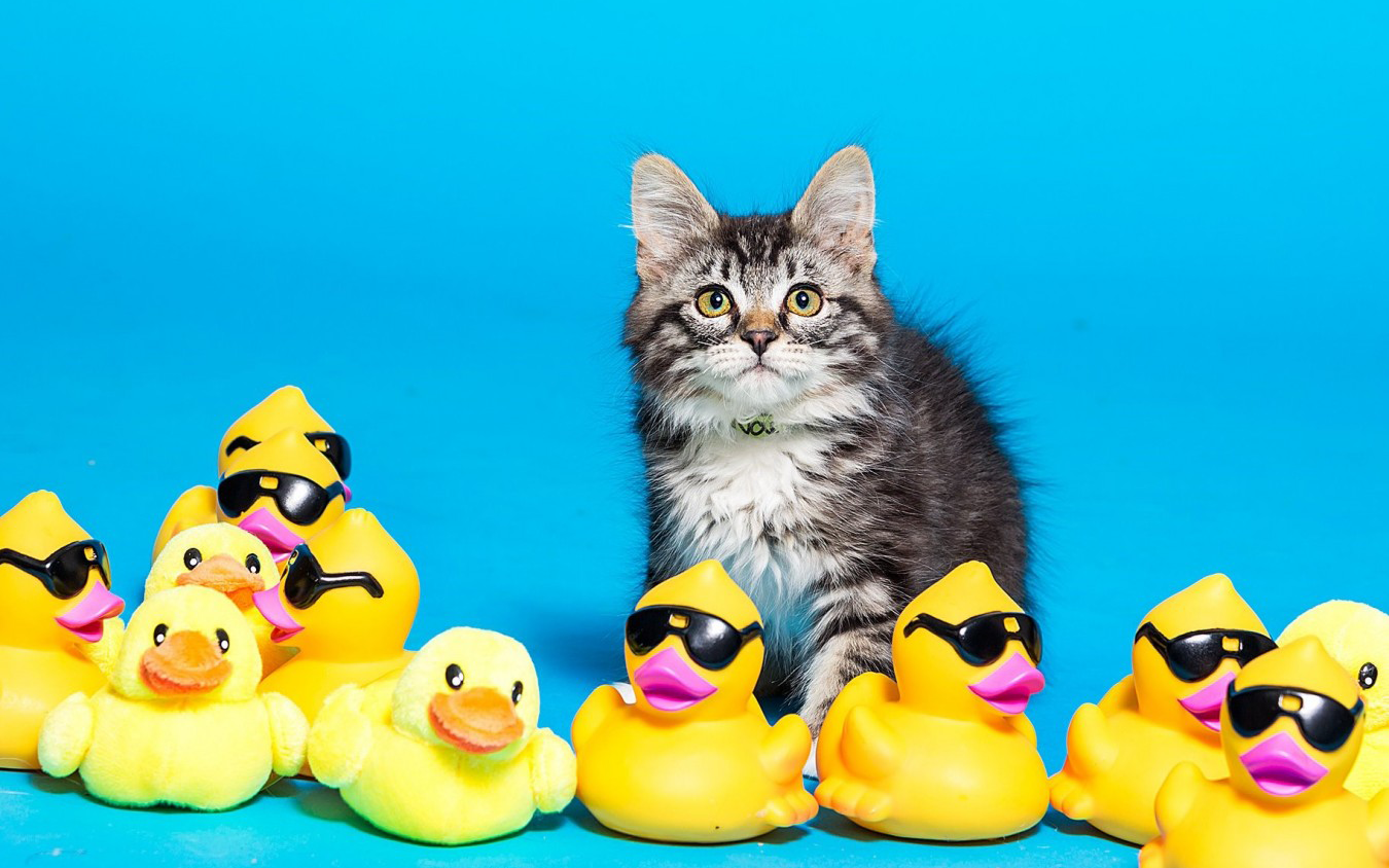 young kitten next to rubber ducks