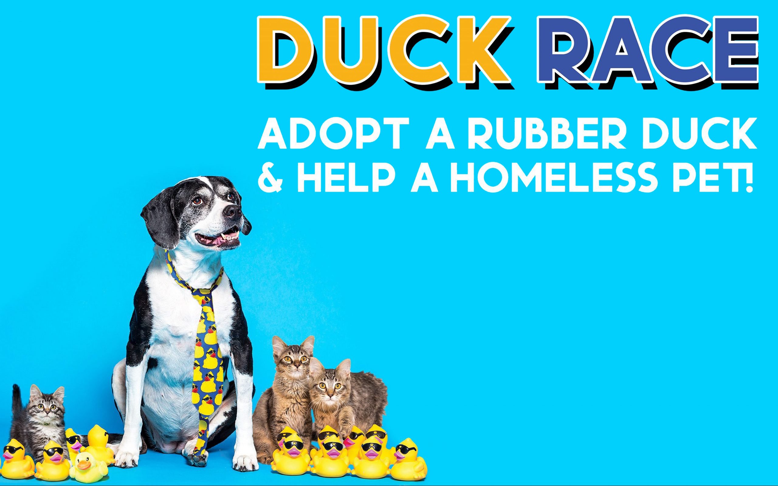 Dog and cats and rubber ducks with the text 'Duck Race: Adopt a Duck and help a homeless pet'
