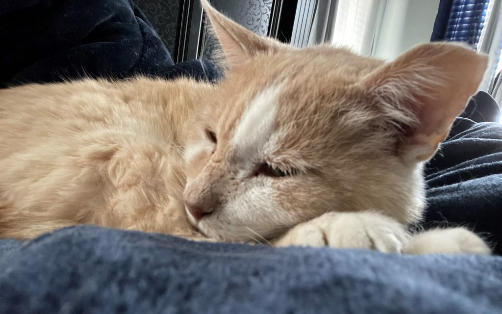 cat lying on couch