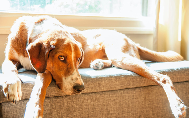 dog lying on a couch