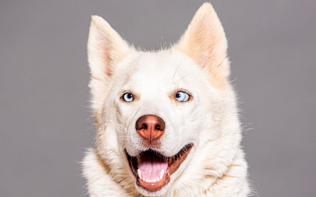 White husky looking straight at the camera
