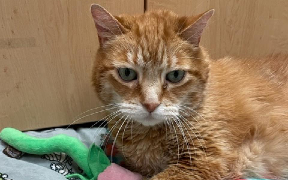 Orange tabby cat lying on a blanket