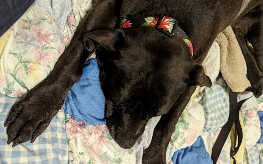 Dog lying on multiple blankets