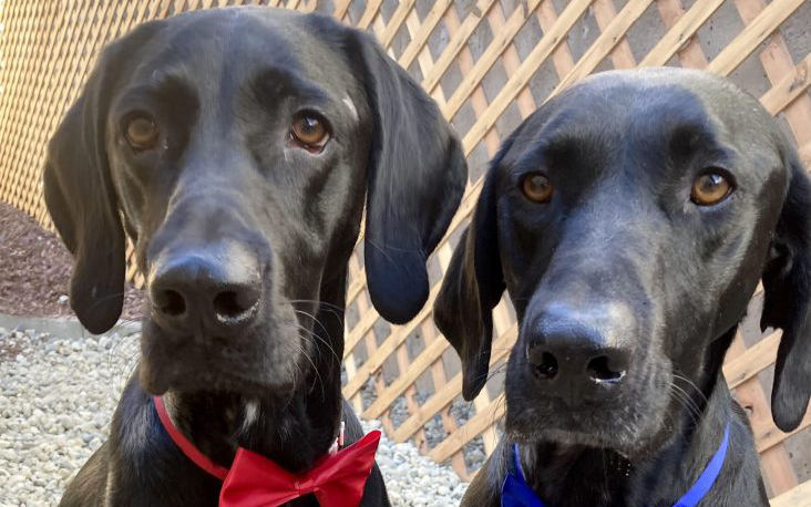 Two black dogs next to eachother looking at the camera
